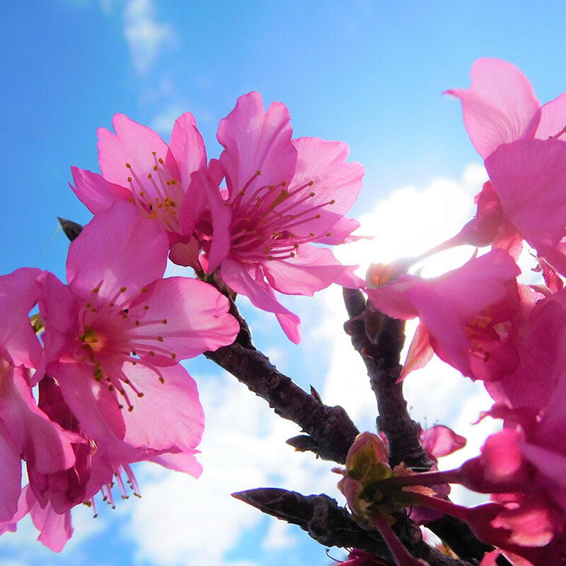 八重岳桜