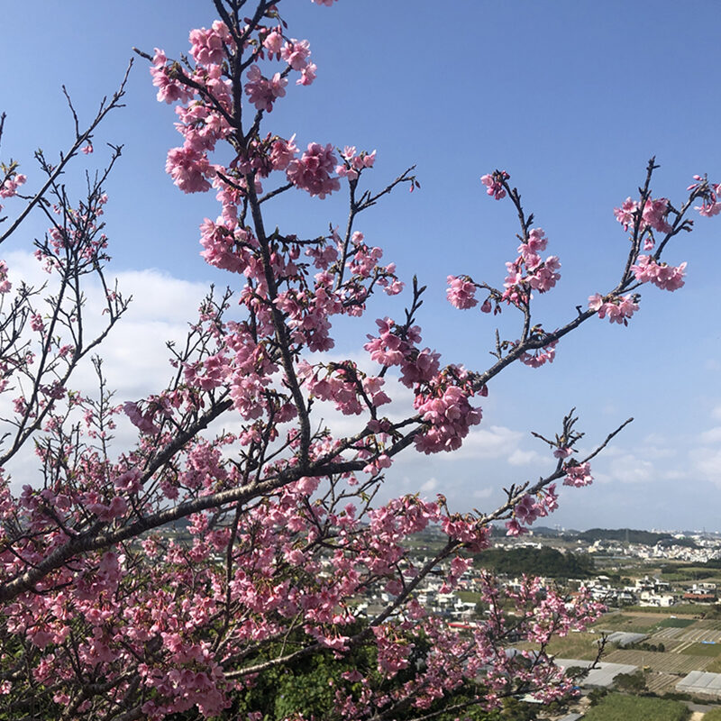 八重瀬公園桜