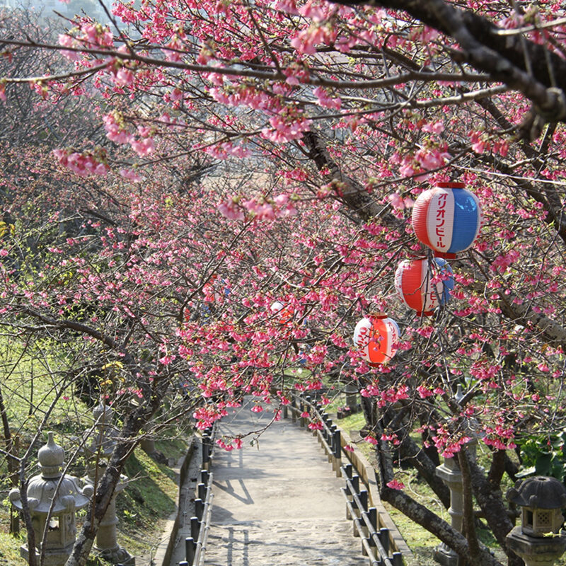 Nago Central Park Cherry Blossoms