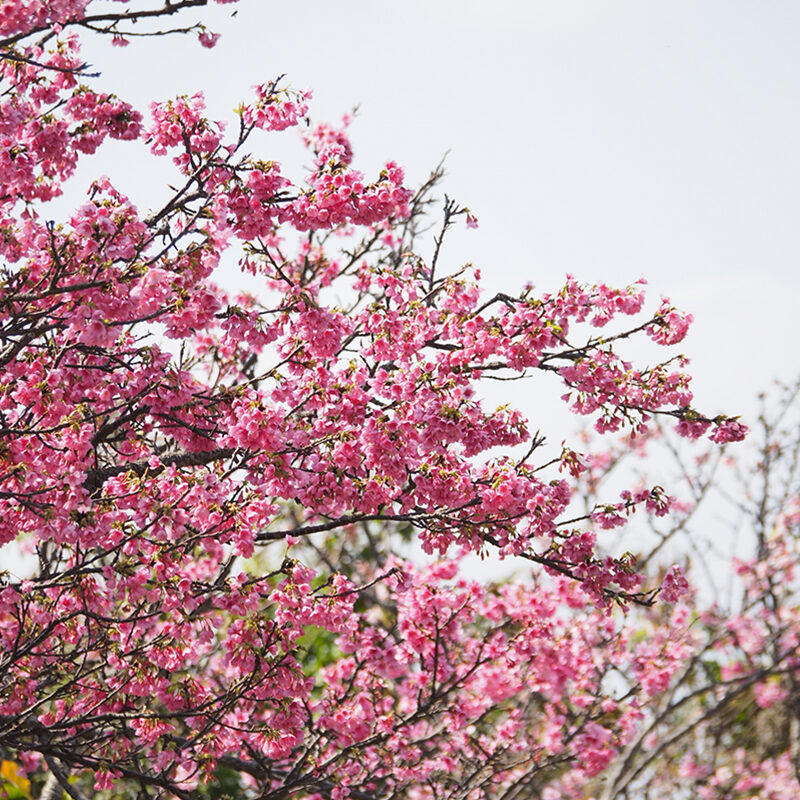 Manko Park Cherry Blossoms