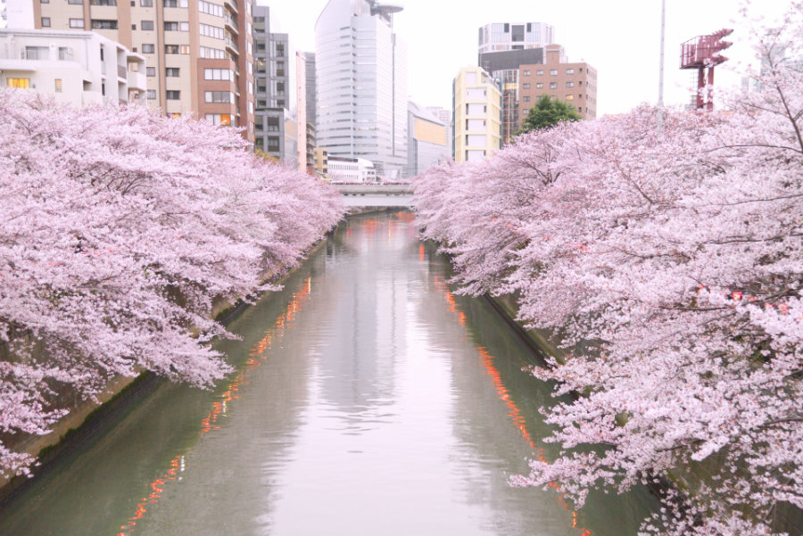 Cherry blossoms