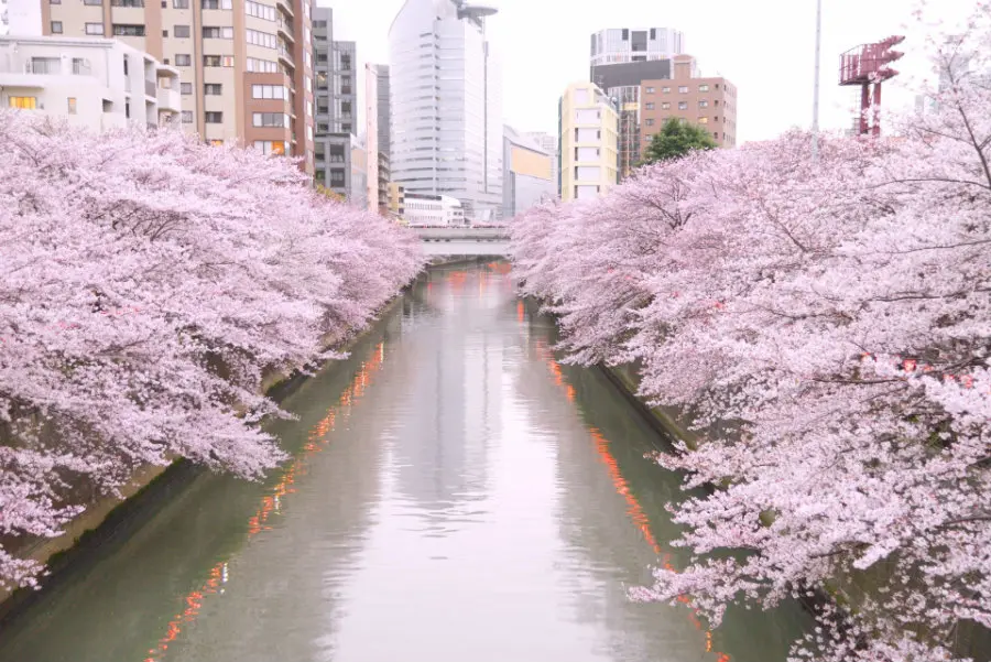 Sakura—The Ephemeral Beauty Of Japan's Cherry Blossoms