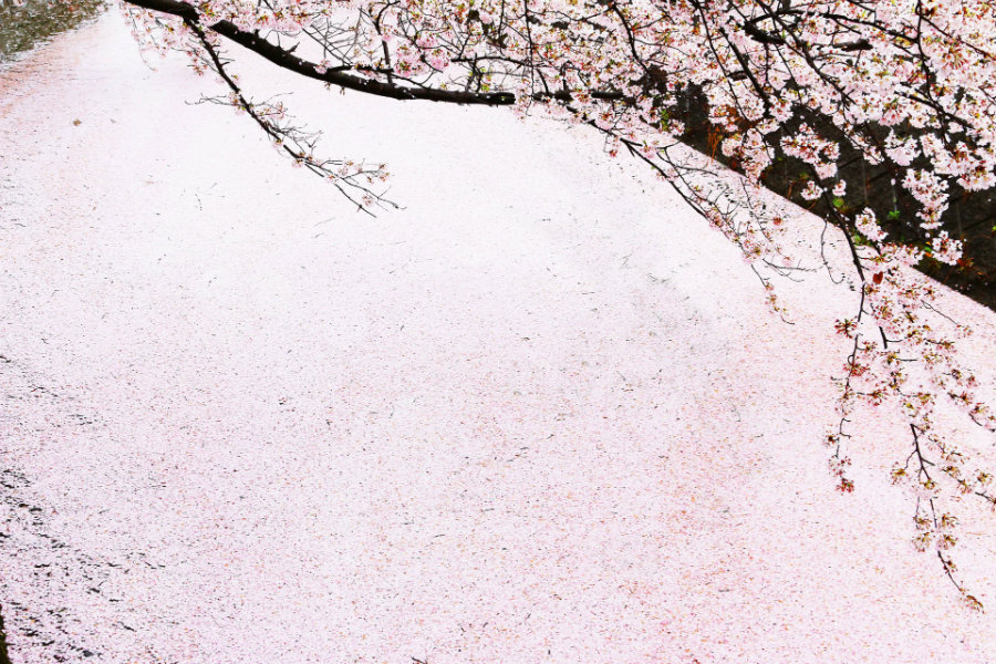 Cherry blossoms