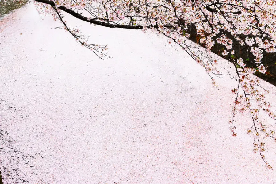 Sakura — The Ephemeral Beauty Of Japan's Cherry Blossoms