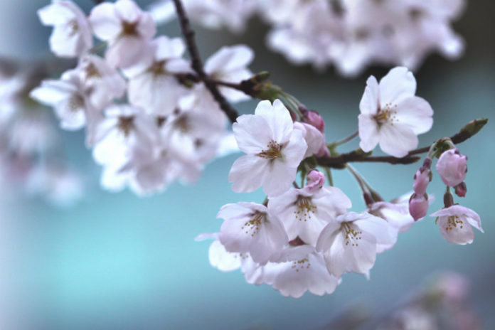 Cherry blossom season in Japan: the love of the ephemeral - WAttention.com