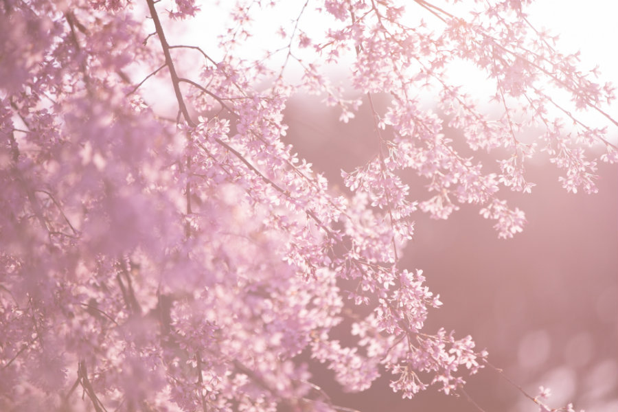 Cherry blossom season in Japan: the love of the ephemeral - WAttention.com