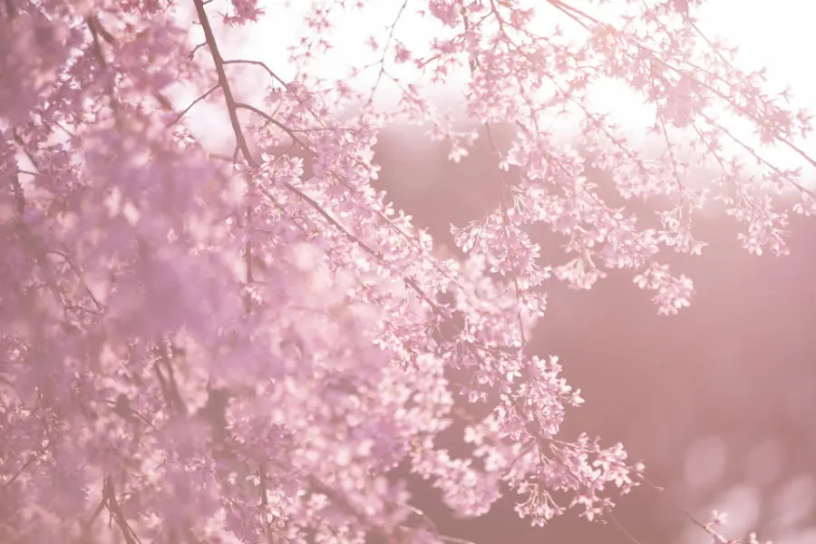 Sakura — The Ephemeral Beauty Of Japan's Cherry Blossoms