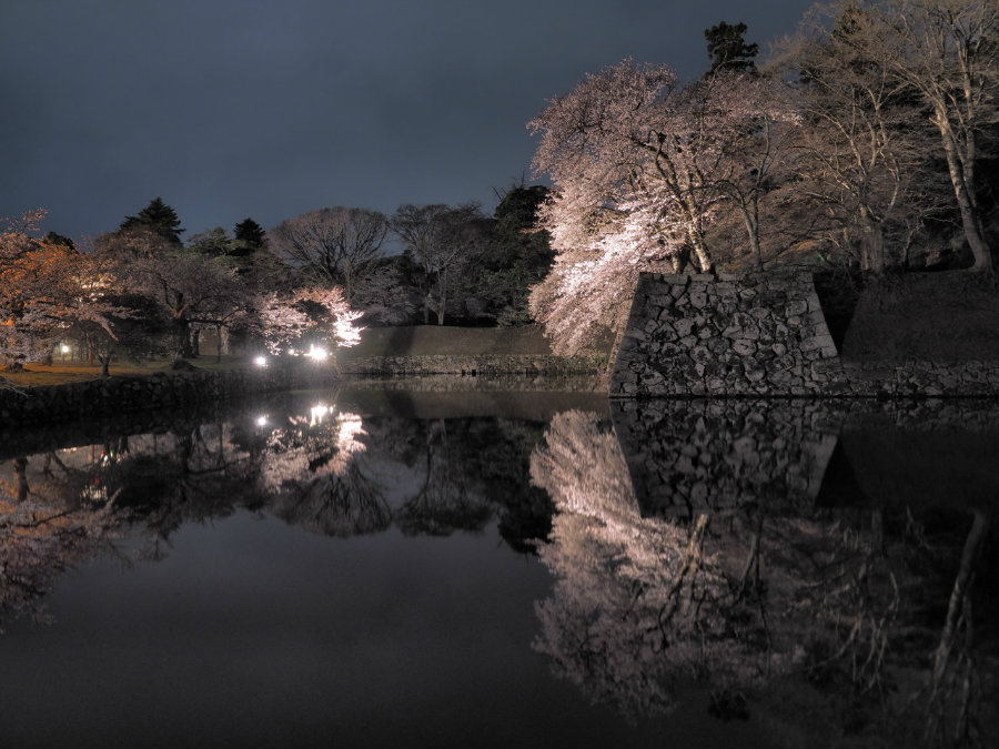 night view of cherry blossoms