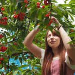 Tabea - Cherry harvesting