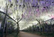 Spring Flower Viewing Day Trips From Tokyo wisteria in Ashikaga park