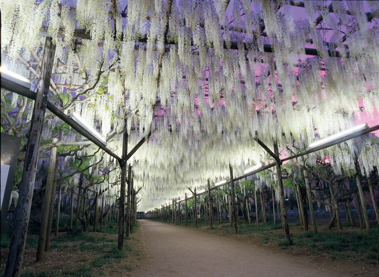 wisteria in Ashikaga park