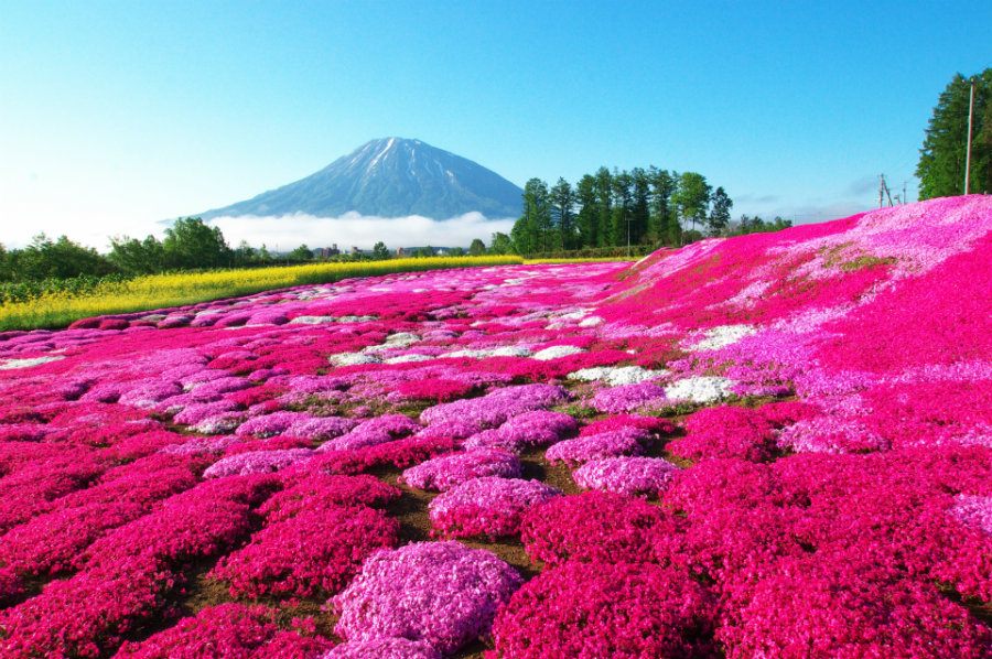 Fuji Shibazakura Festival