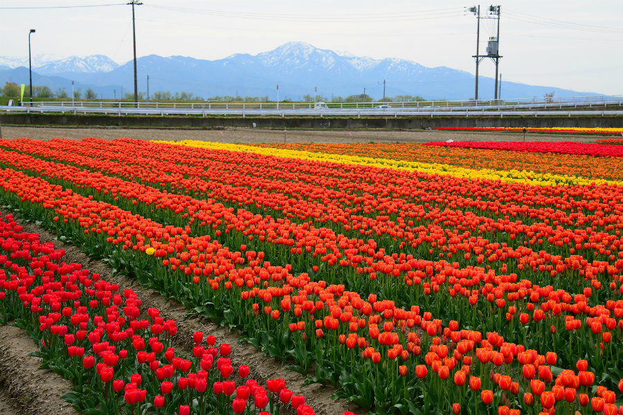 Gosen tulip festival 1