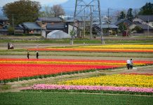 Sakura and Spring Flowers Compete to be the Most Beautiful Gosen tulip festival