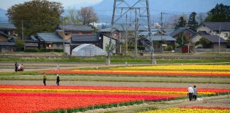 Sakura and Spring Flowers Compete to be the Most Beautiful Gosen tulip festival