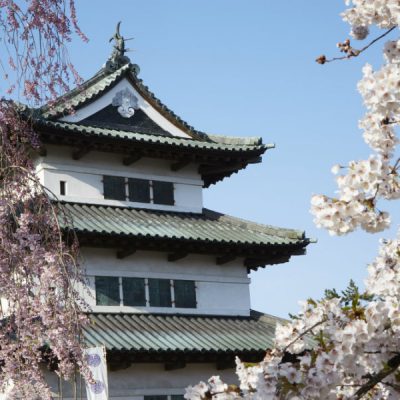 Hirosaki castle cherry blossoms