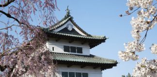 Guardians of Hirosaki Sakura Trees in Aomori Hirosaki castle cherry blossoms