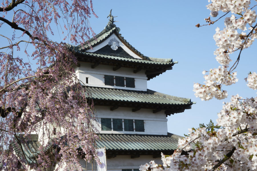 Hirosaki castle cherry blossoms