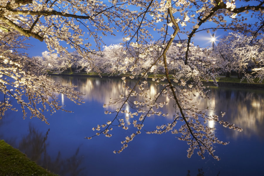 Hirosaki cherry blossoms at night