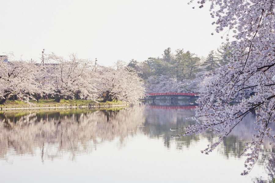 Hirosaki cherry blossoms by the water