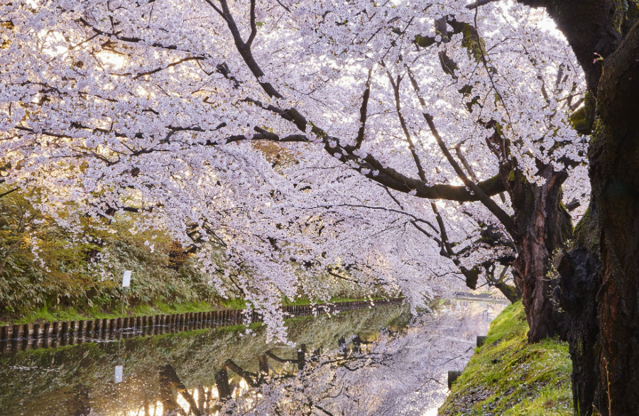 Hirosaki cherry blossoms
