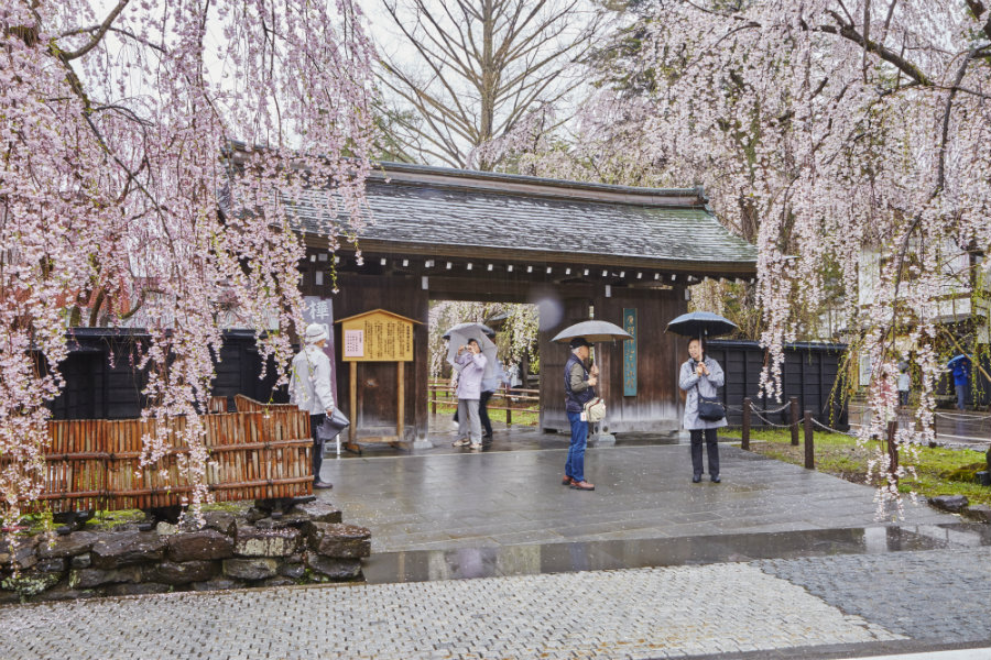 Kakunodate cherry blossoms in the rain