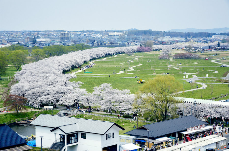 Kitakami cherry blossoms from above