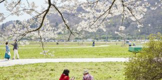 Kitakami Tenshochi: Sakura Blossom Viewing Means Family Time Kitakami family time cherry blossom viewing