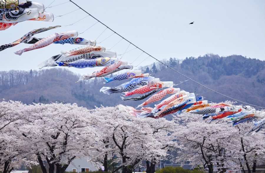 Kitakami koinobori and cherry blossoms