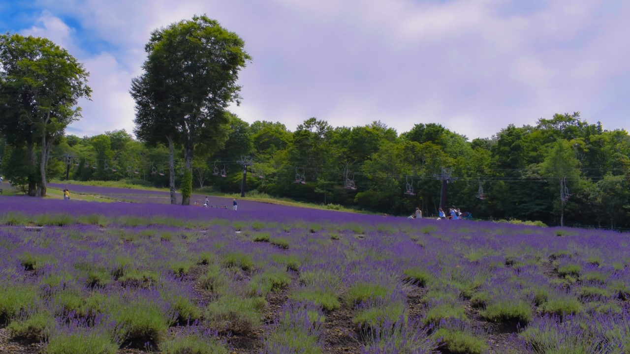 3 Lavender Fields to Visit Around Tokyo