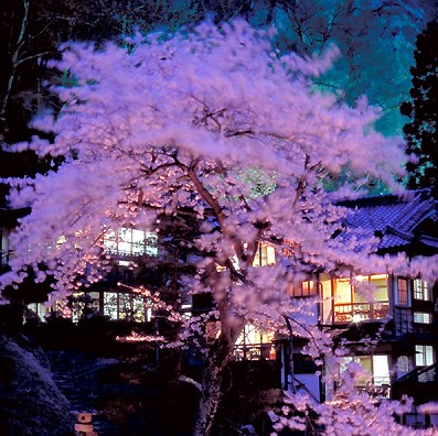 Mukaitaki Inn cherry blossom trees 1