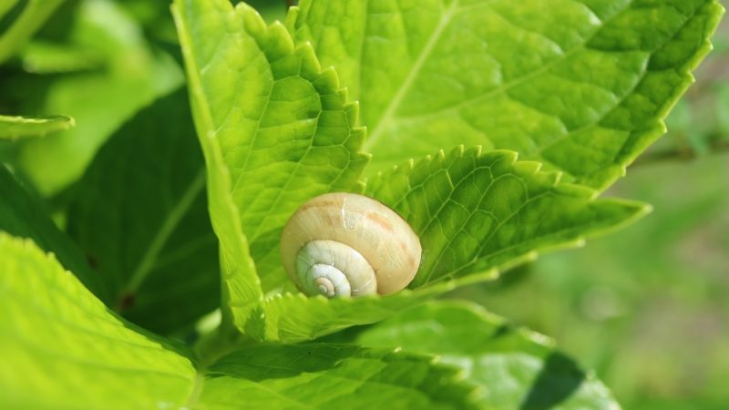 snail