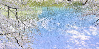 Day and Night Cherry Blossom Viewing at Yamagata Sakura Matsuri Sakura Petals in the River
