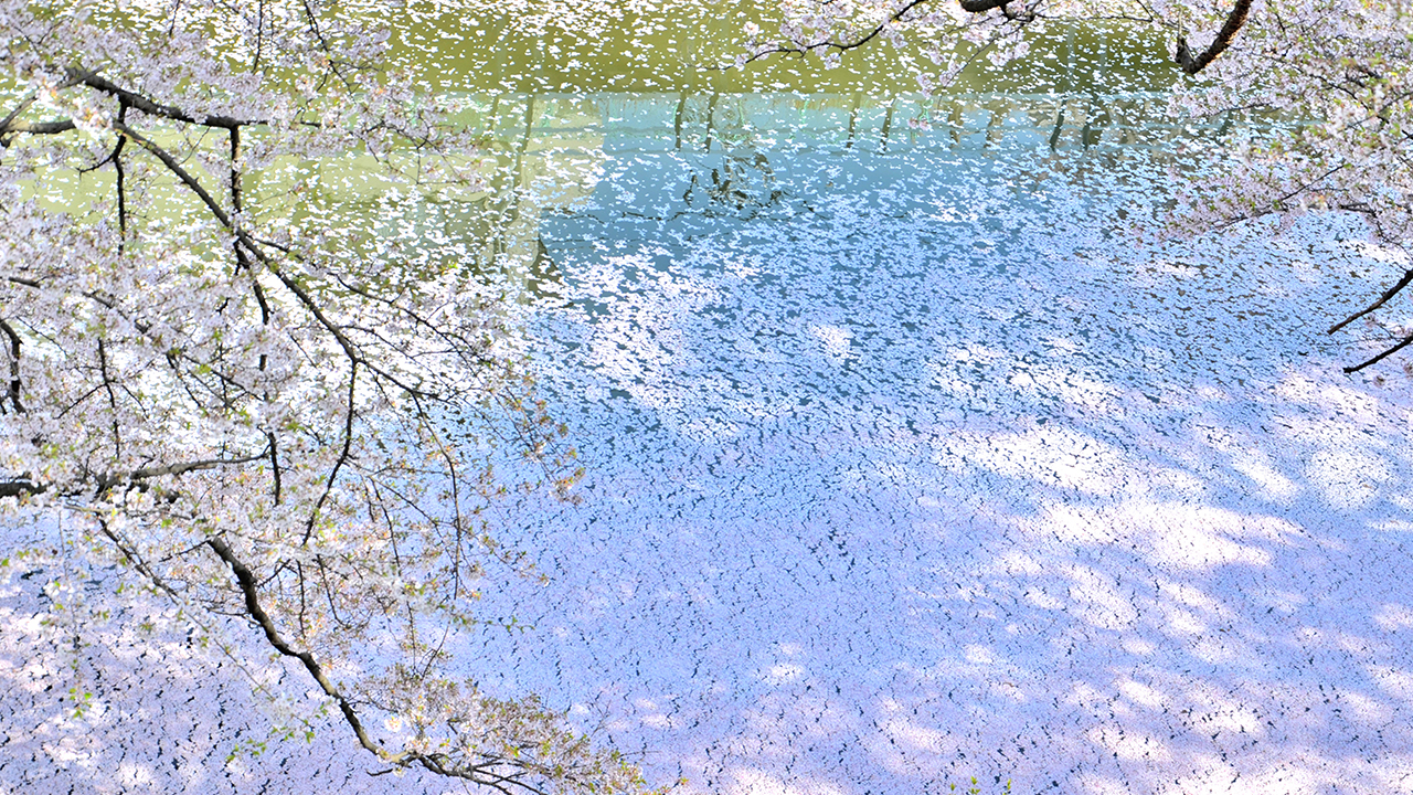 Sakura Petals in the River
