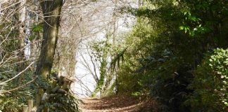 Tokorozawa City Draws Fans of Japanese Traditional and Pop-Culture Totoro forest