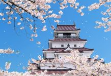 Tohoku Scenic Sakura Spots and Their Charming Caretakers cherry blossoms in Tohoku castle area