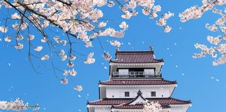 Tohoku Scenic Sakura Spots and Their Charming Caretakers cherry blossoms in Tohoku castle area
