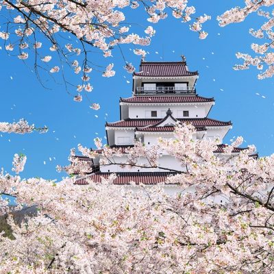 cherry blossoms in Tohoku castle area