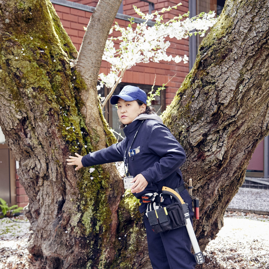 hirosaki cherry blossoms caretaker