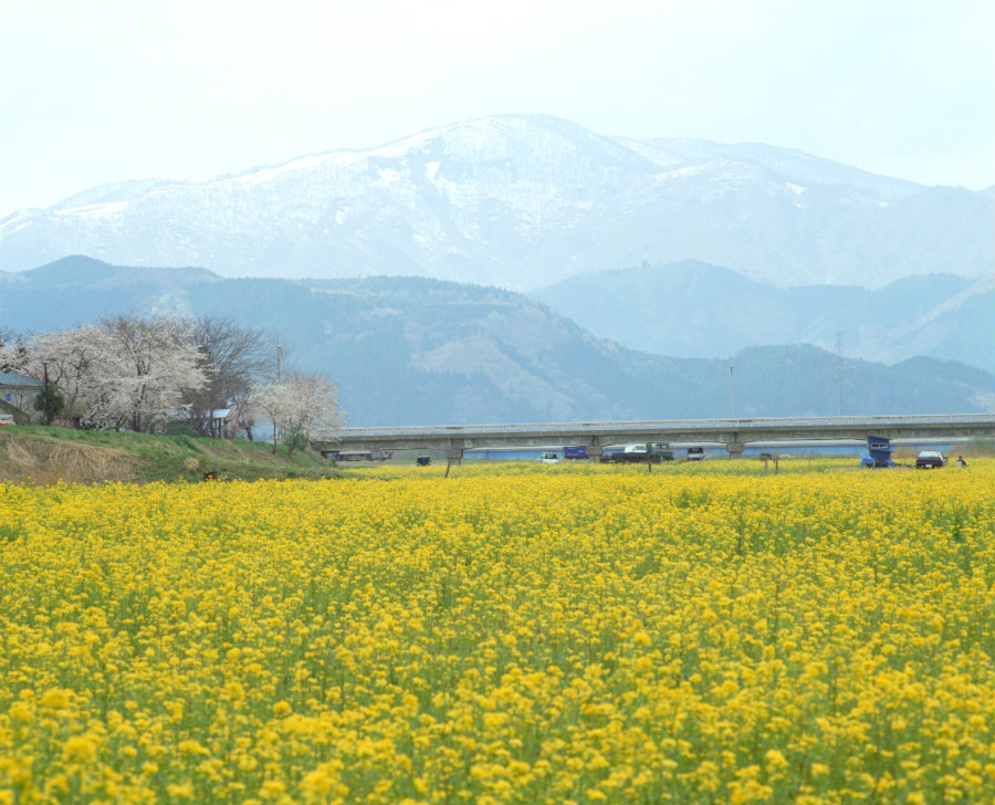 rapeseed flowers in Osaku Naruko onsen