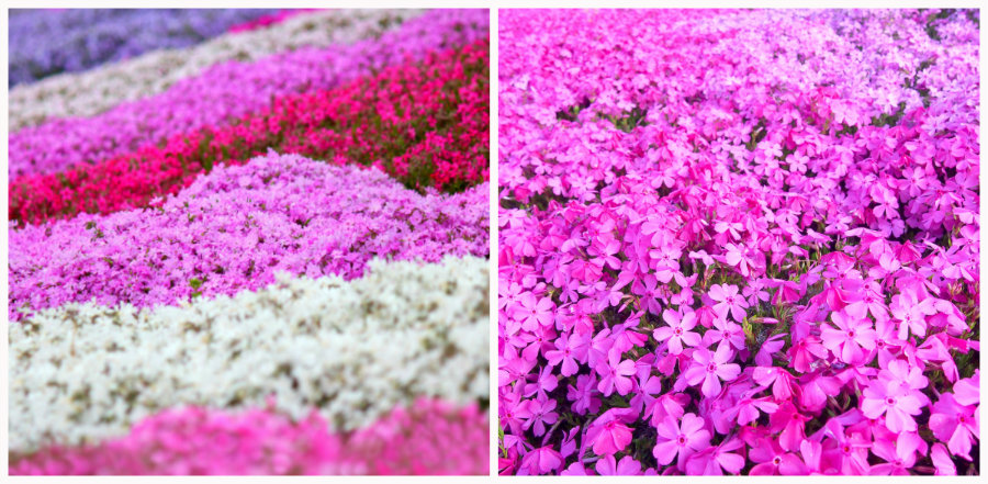 shibazakura blossoms close up