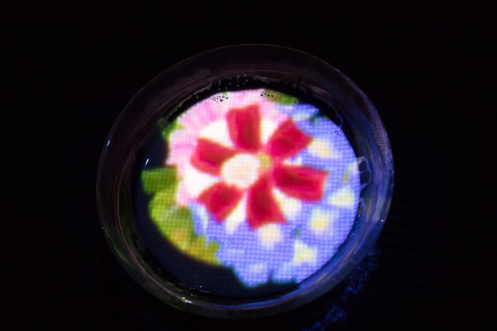 teamLab Borderless flower teacup