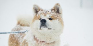 Odate, Akita: the home of the Akita Inu breed of dogs, beloved throughout the world. Akita dog