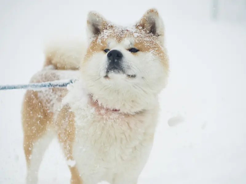 Akita dog