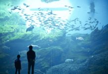 Amazing Water World Umino-mori Dolphin Show