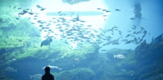 Amazing Water World Umino-mori Dolphin Show