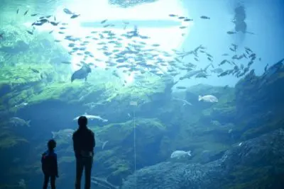 Umino-mori Dolphin Show