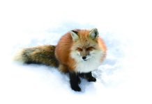 Get up close with fluffy, cute foxes at Zao Fox Village Zao Fox Village