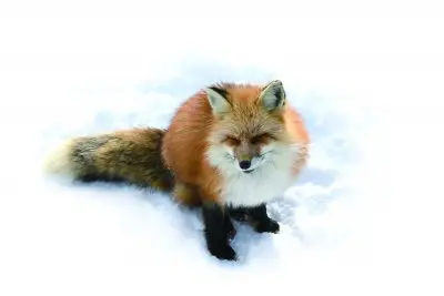 Zao Fox Village