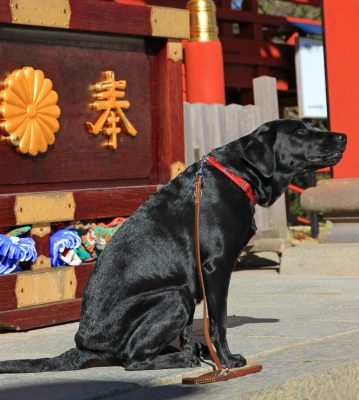 dog at Musashi Mitake Shrine